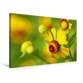 Premium Textil-Leinwand 75 cm x 50 cm quer Sonnenbraut Helenium [4059477126412]