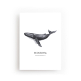 POSTKARTE BUCKELWAL