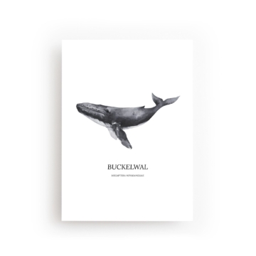 POSTKARTE BUCKELWAL