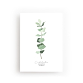 POSTKARTE EUKALYPTUS