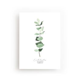 POSTKARTE EUKALYPTUS