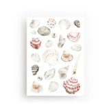 POSTKARTE MUSCHELN